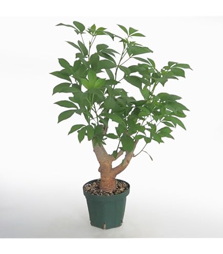 Amazon.co.jp: 発根済 大株 バオバブの木 バオバブ ディギタータ 7号鉢